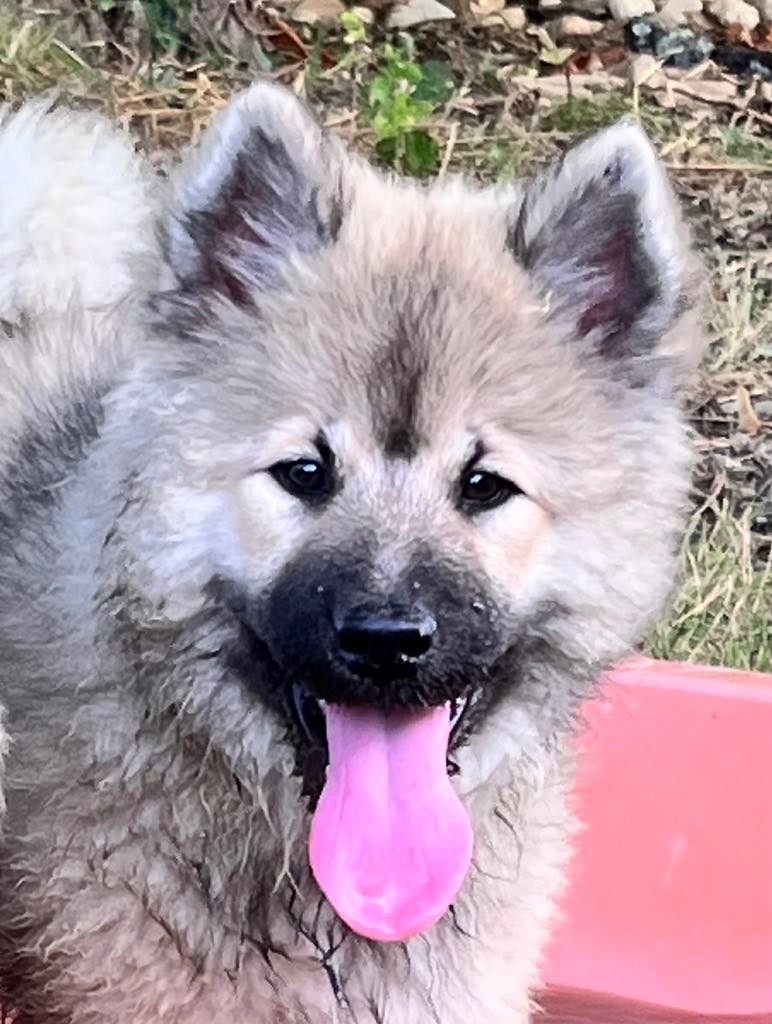des Sables d'Olympe - Chiots disponibles - Eurasier