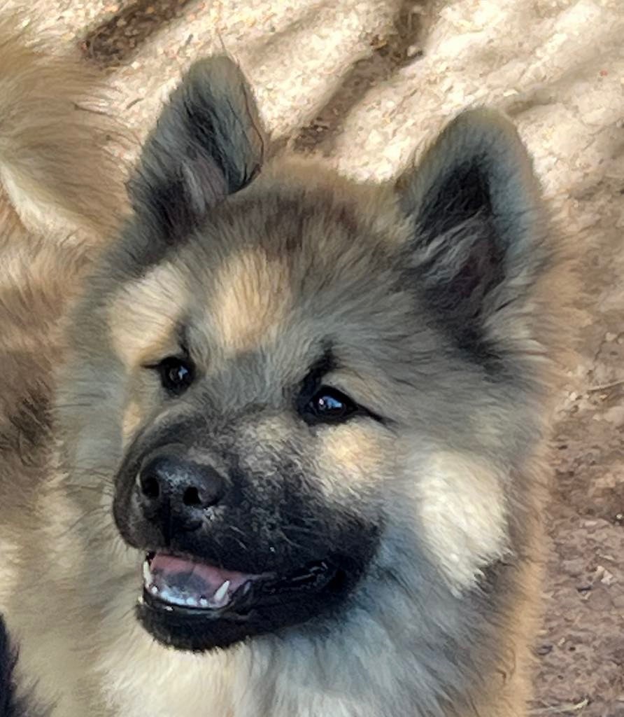 des Sables d'Olympe - Chiots disponibles - Eurasier