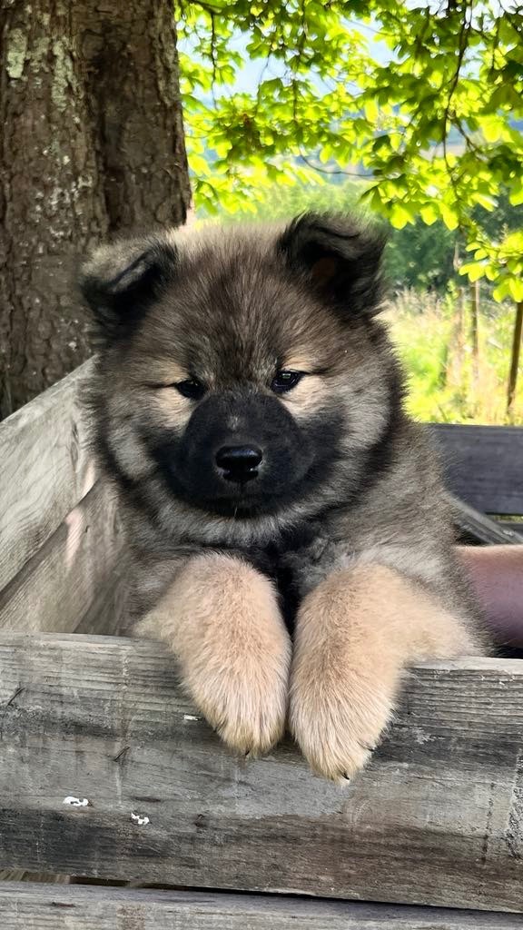 des Sables d'Olympe - Chiots disponibles - Eurasier