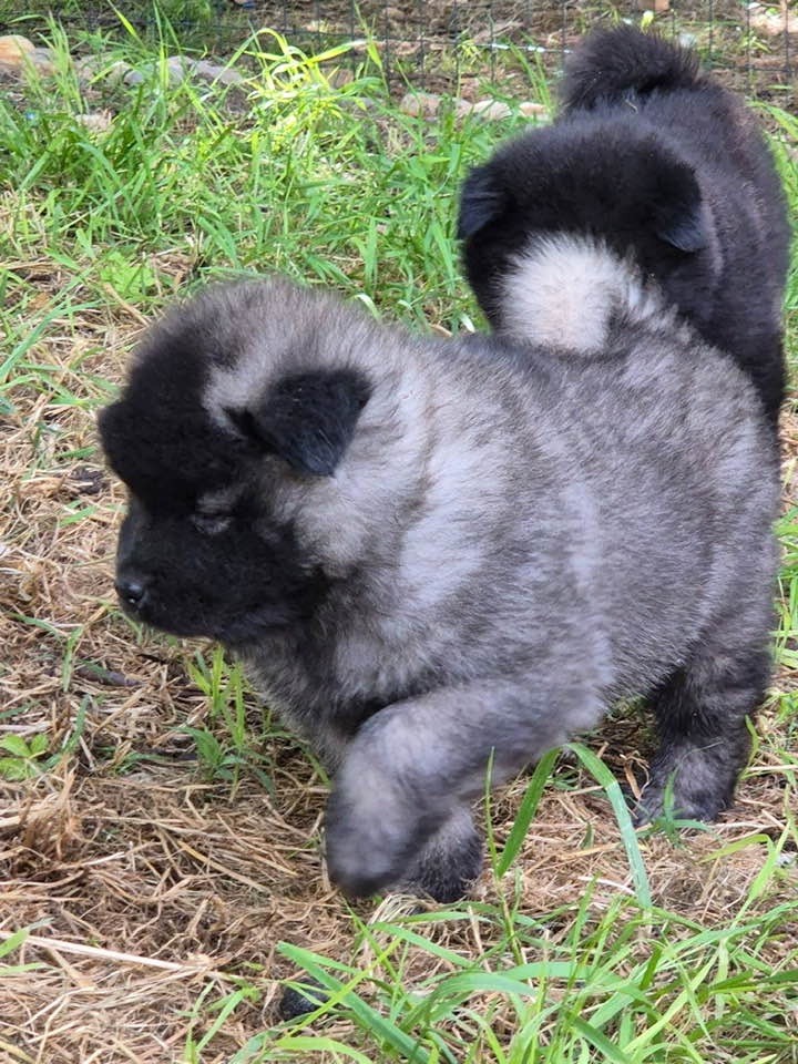 des Sables d'Olympe - Chiots disponibles - Eurasier