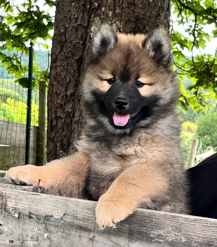 des Sables d'Olympe - Chiots disponibles - Eurasier