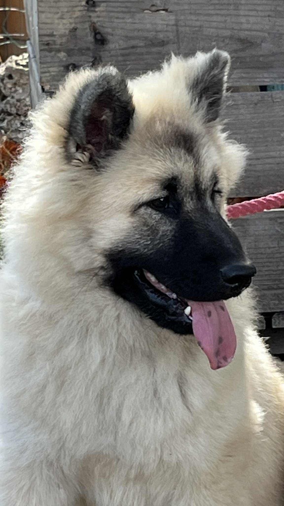 des Sables d'Olympe - Chiots disponibles - Eurasier