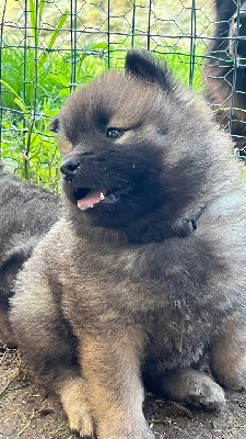 CHIOT