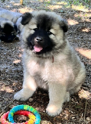 CHIOT
