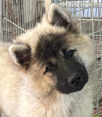 CHIOT