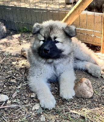 CHIOT