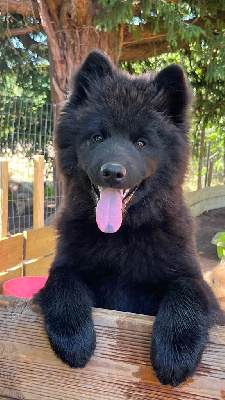 CHIOT