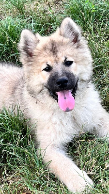 CHIOT