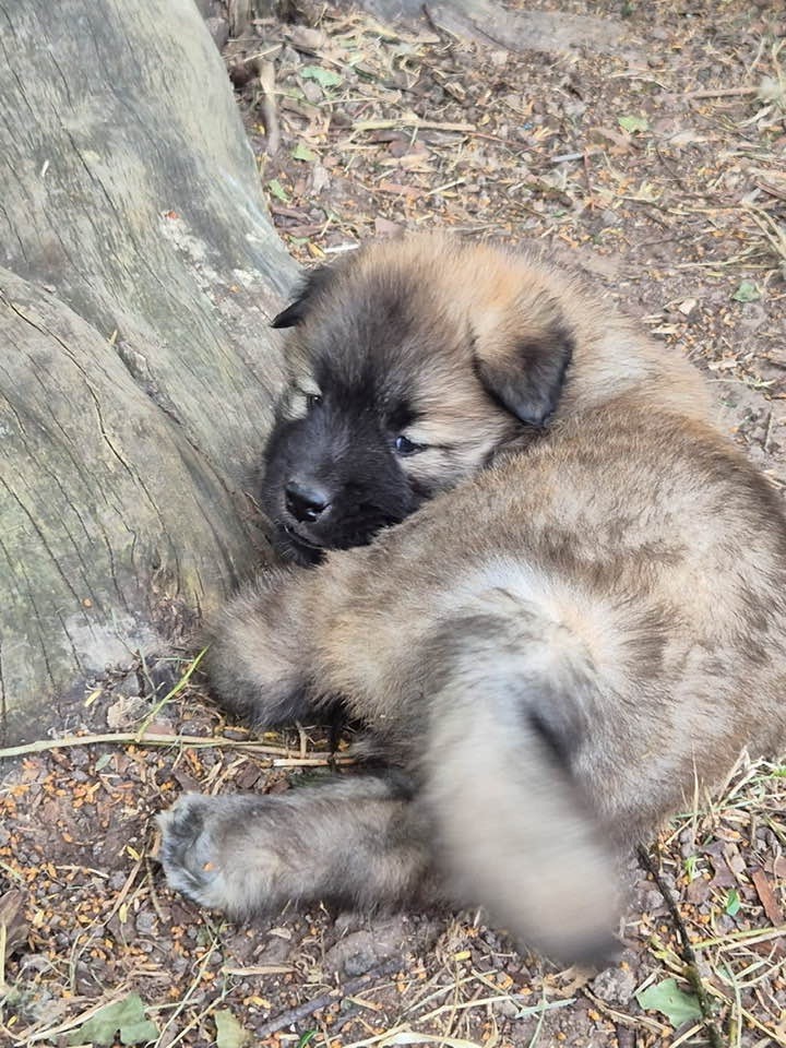 des Sables d'Olympe - Chiots disponibles - Eurasier