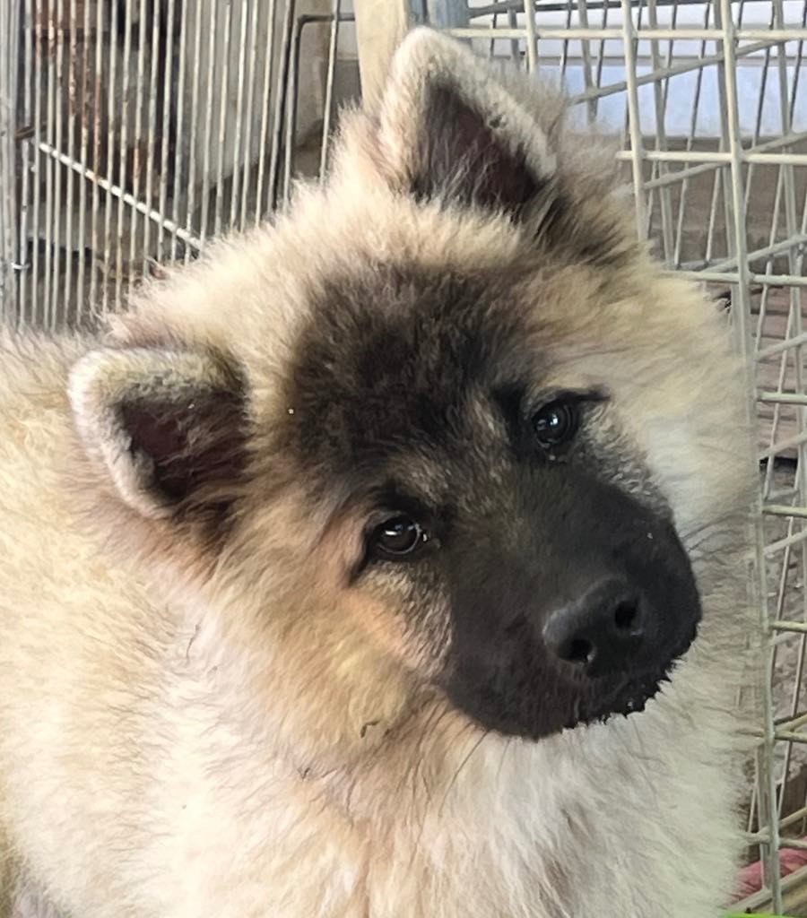des Sables d'Olympe - Chiots disponibles - Eurasier