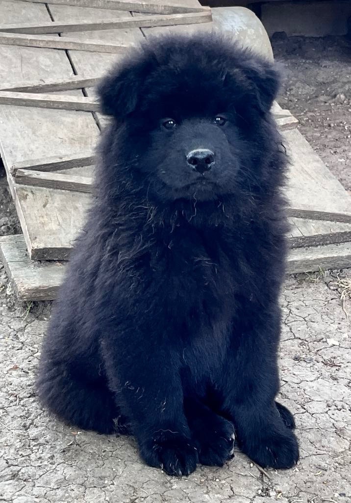 des Sables d'Olympe - Chiots disponibles - Eurasier