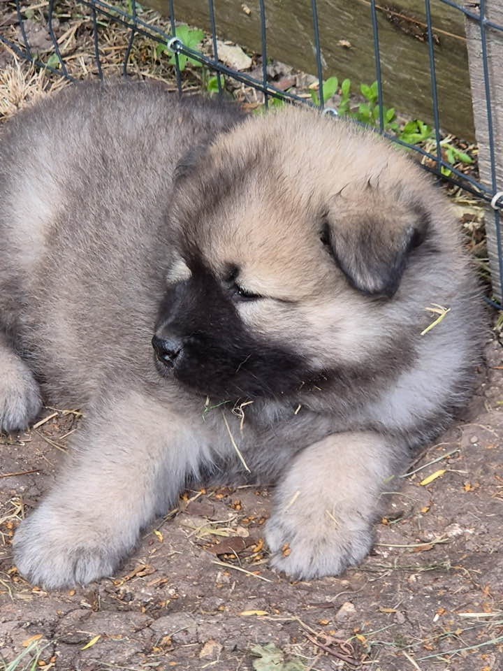des Sables d'Olympe - Chiots disponibles - Eurasier
