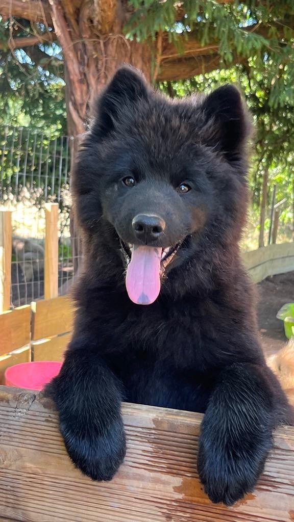 des Sables d'Olympe - Chiots disponibles - Eurasier