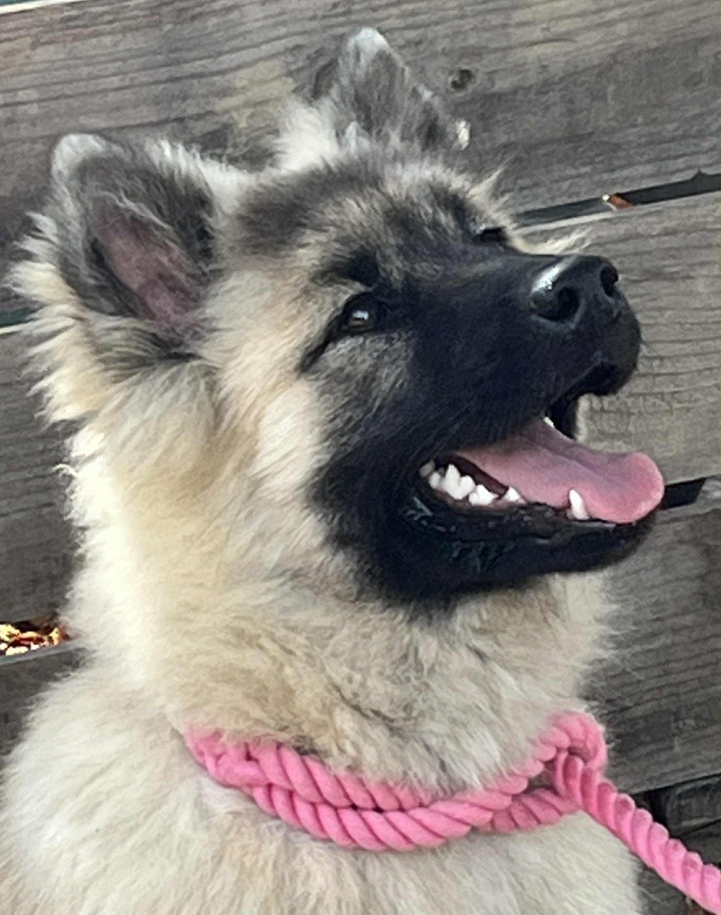des Sables d'Olympe - Chiots disponibles - Eurasier
