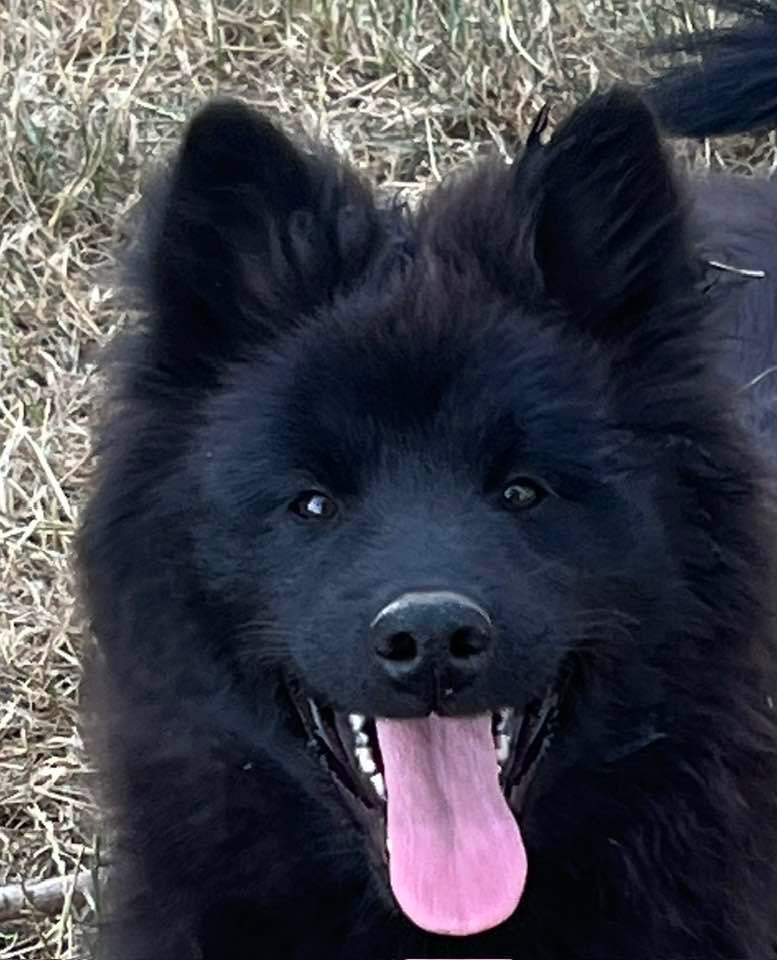 des Sables d'Olympe - Chiots disponibles - Eurasier
