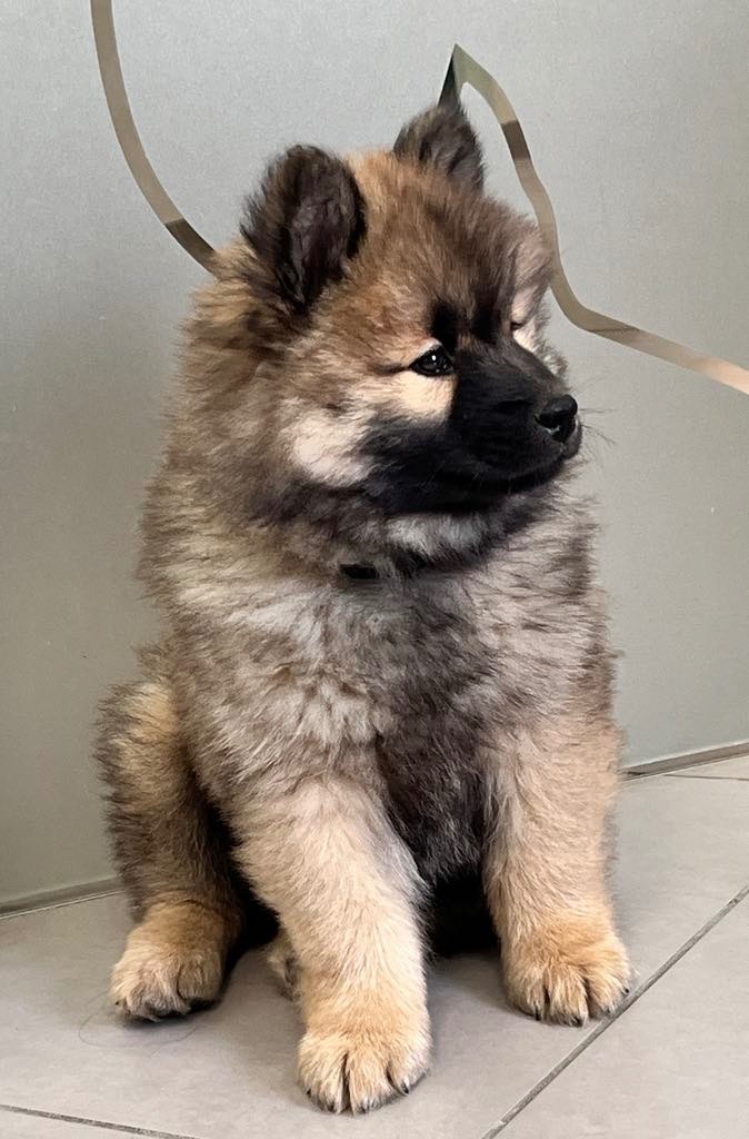 des Sables d'Olympe - Chiots disponibles - Eurasier