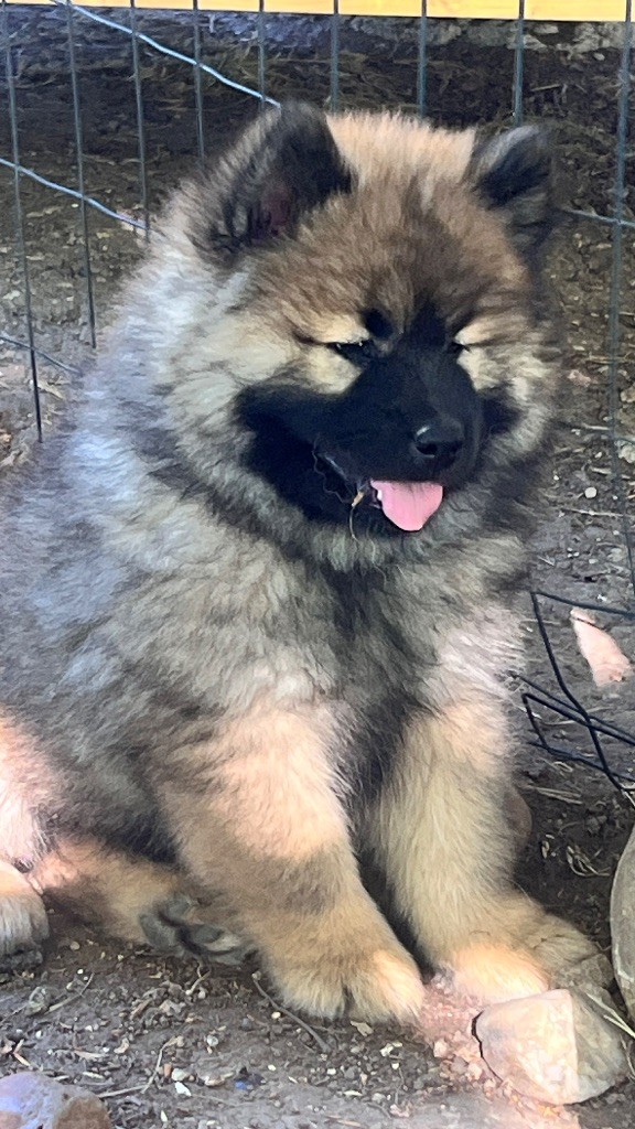 des Sables d'Olympe - Chiots disponibles - Eurasier