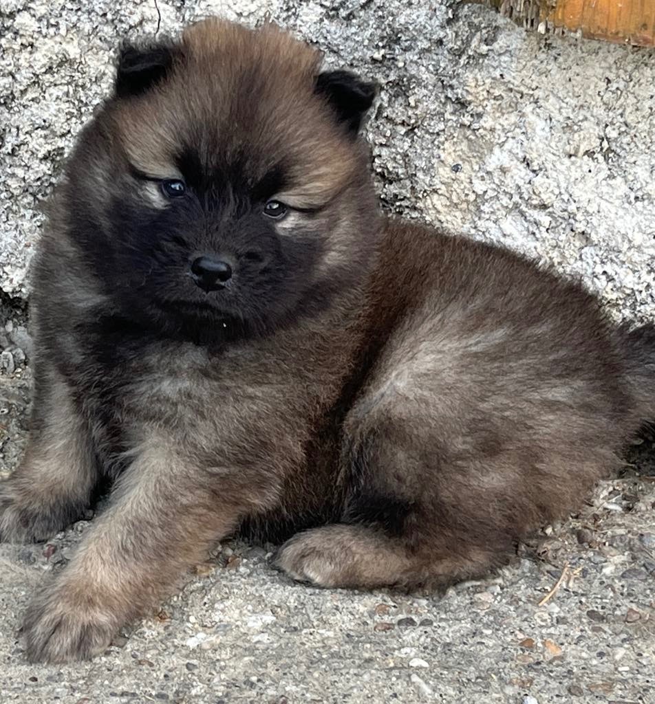 des Sables d'Olympe - Chiots disponibles - Eurasier