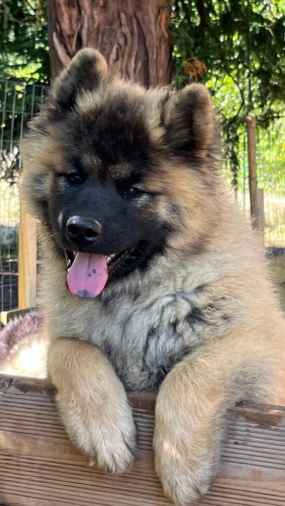 des Sables d'Olympe - Chiots disponibles - Eurasier