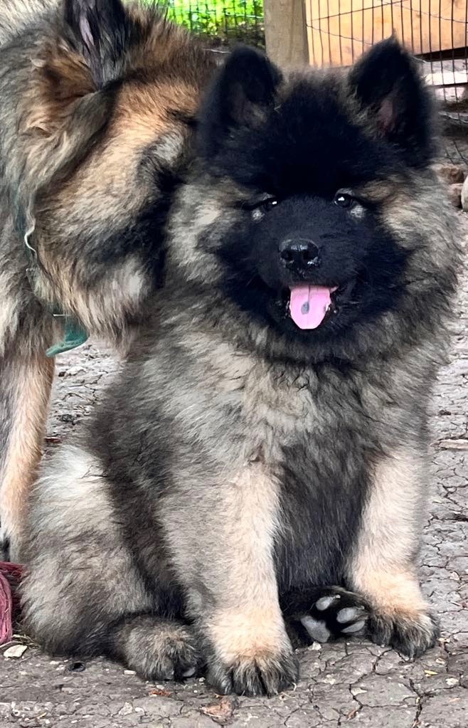des Sables d'Olympe - Chiots disponibles - Eurasier