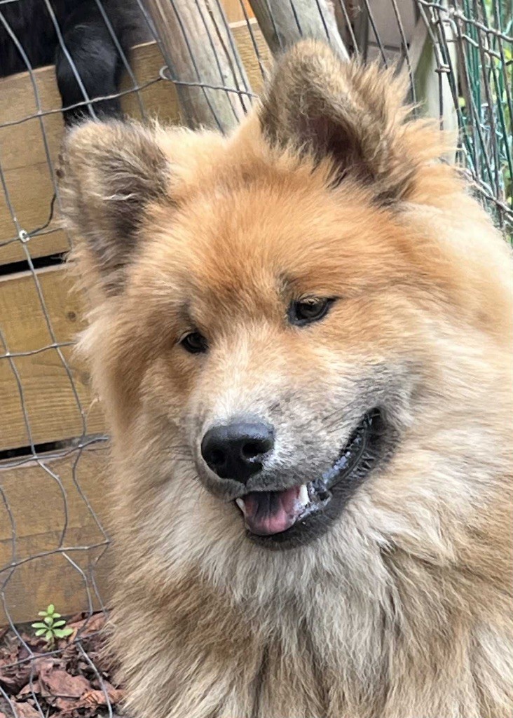 des Sables d'Olympe - Chiots disponibles - Eurasier