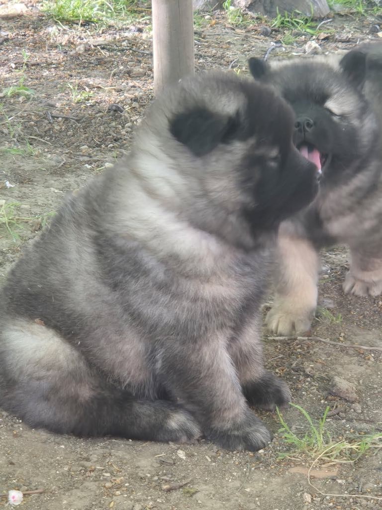 des Sables d'Olympe - Chiots disponibles - Eurasier