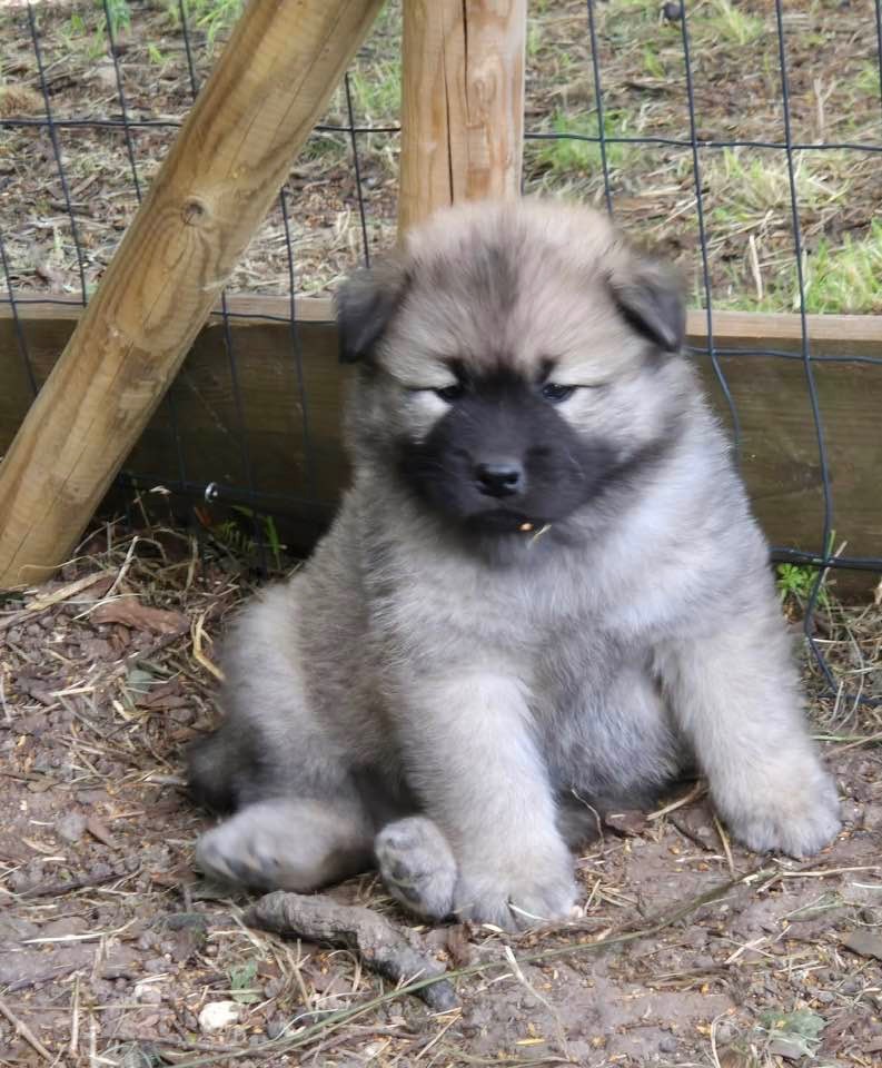 des Sables d'Olympe - Chiots disponibles - Eurasier