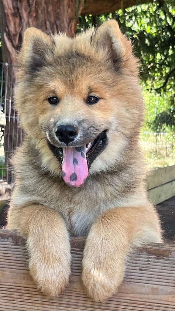 des Sables d'Olympe - Chiots disponibles - Eurasier
