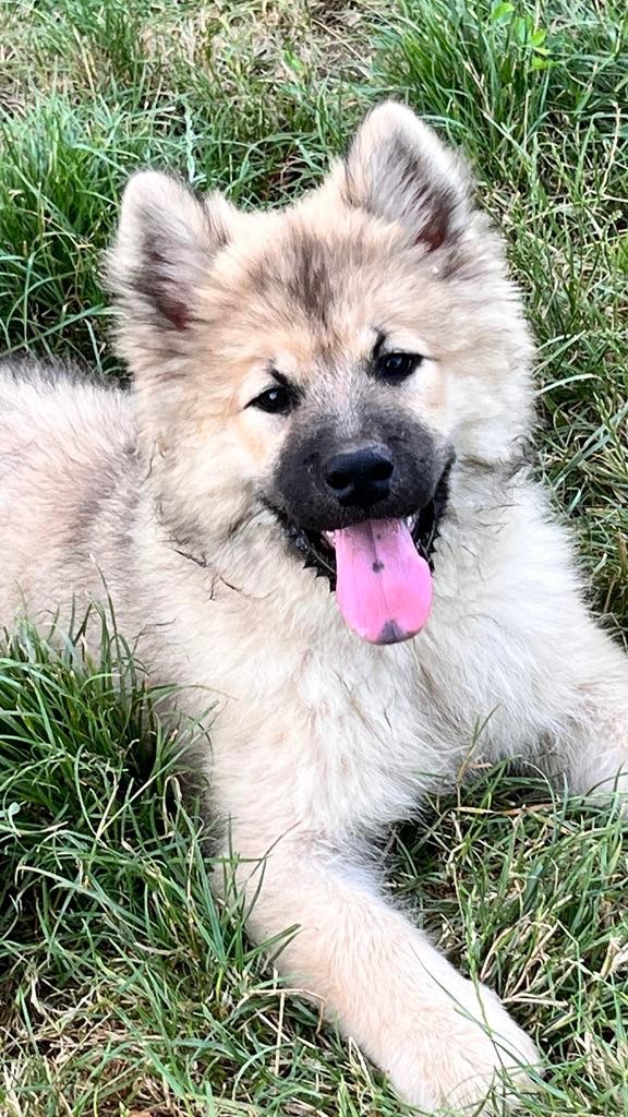 des Sables d'Olympe - Chiots disponibles - Eurasier