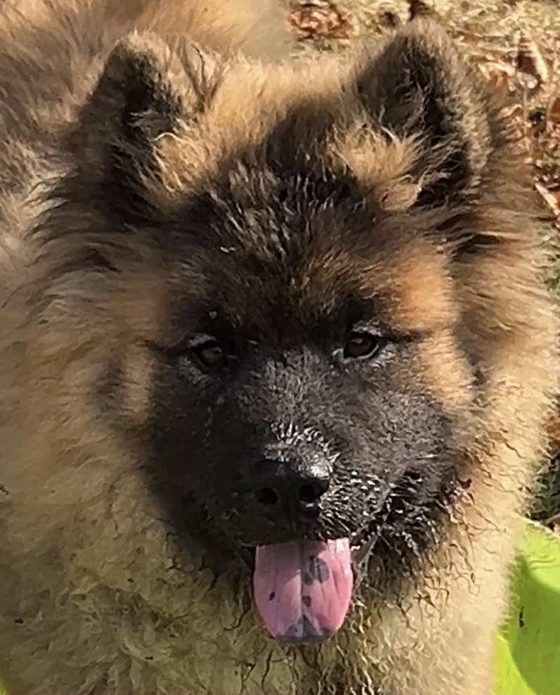 des Sables d'Olympe - Chiots disponibles - Eurasier