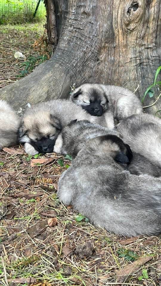 Chiot Eurasier des Sables d'Olympe